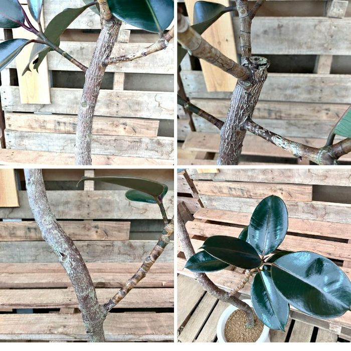観葉植物現品販売