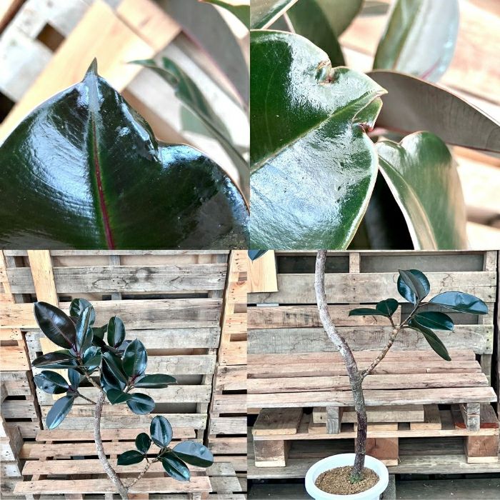 観葉植物現品販売