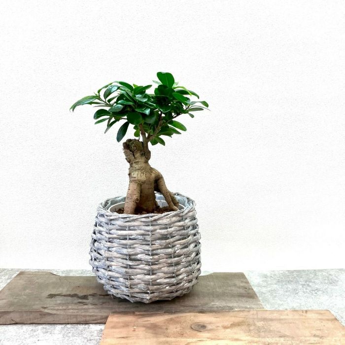 観葉植物現品販売