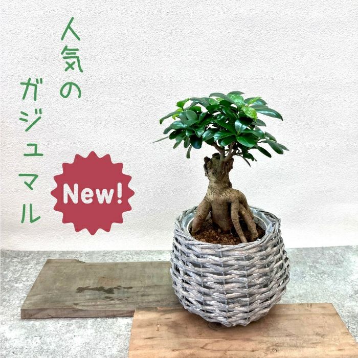 観葉植物現品販売