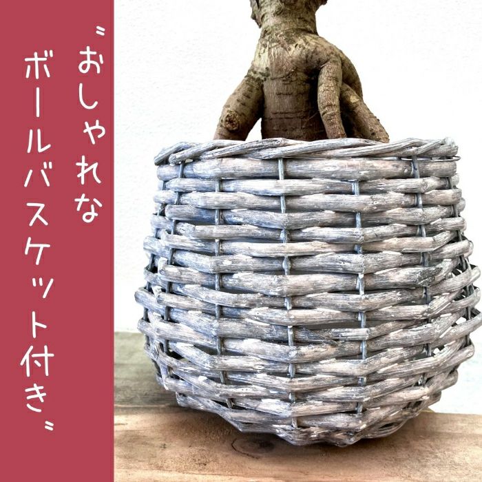 観葉植物現品販売