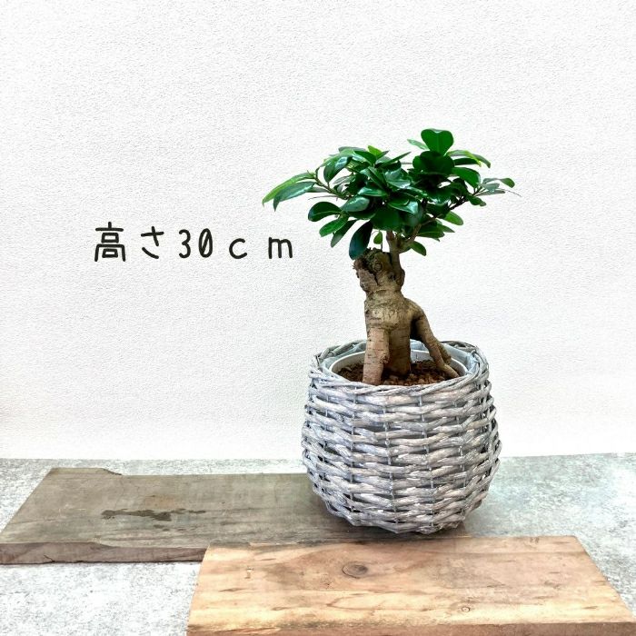 観葉植物現品販売