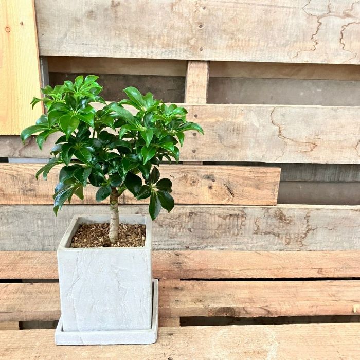 観葉植物現品販売