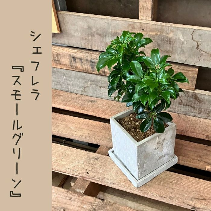 観葉植物現品販売