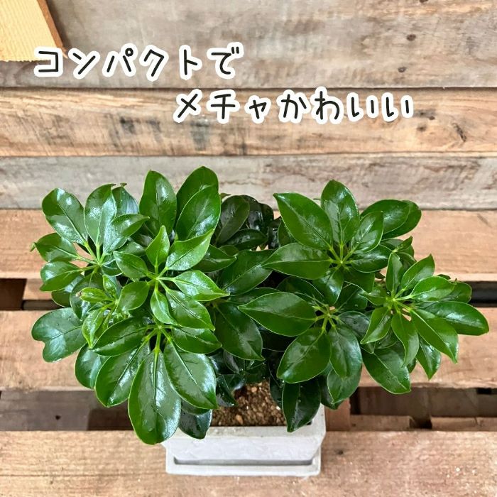 観葉植物現品販売
