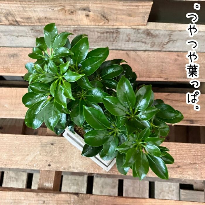 観葉植物現品販売