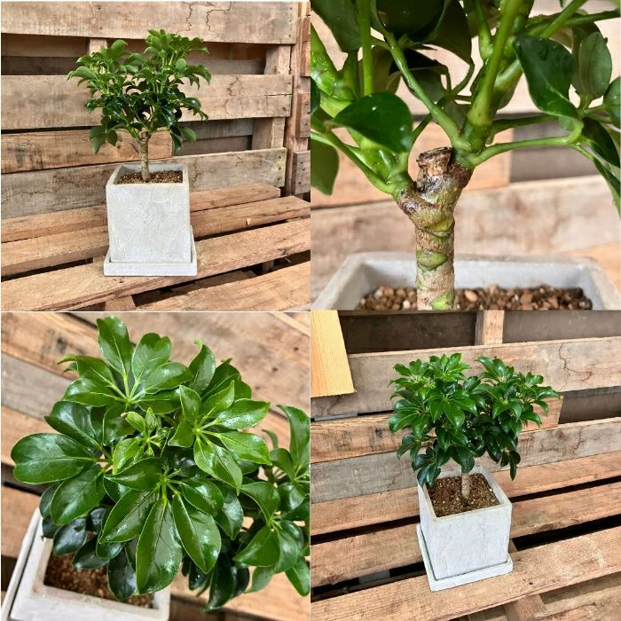 観葉植物現品販売