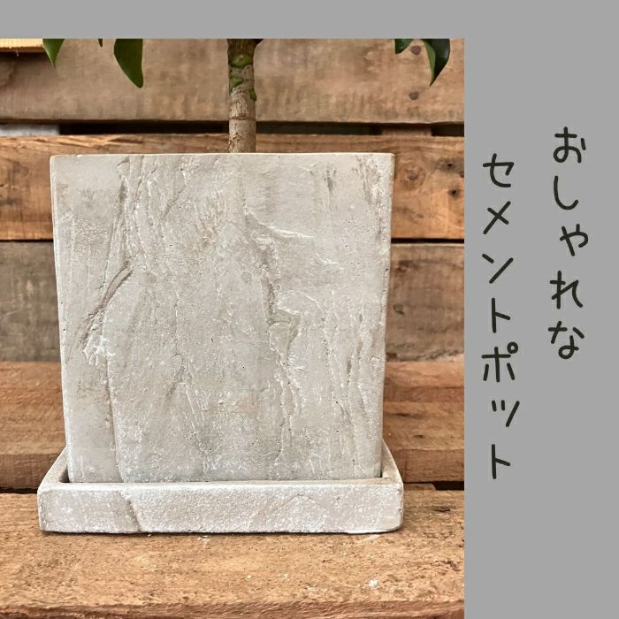 観葉植物現品販売