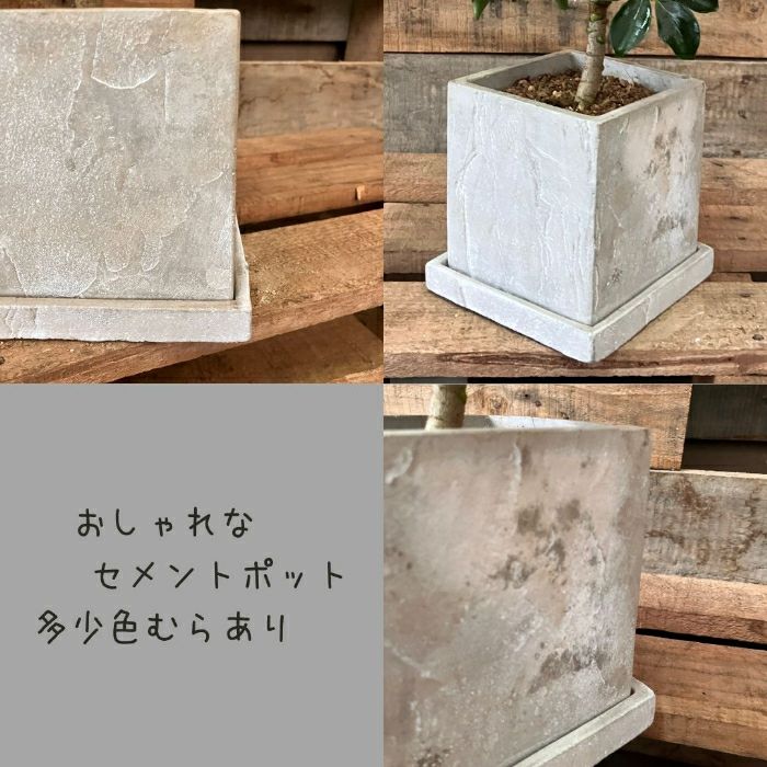 観葉植物現品販売
