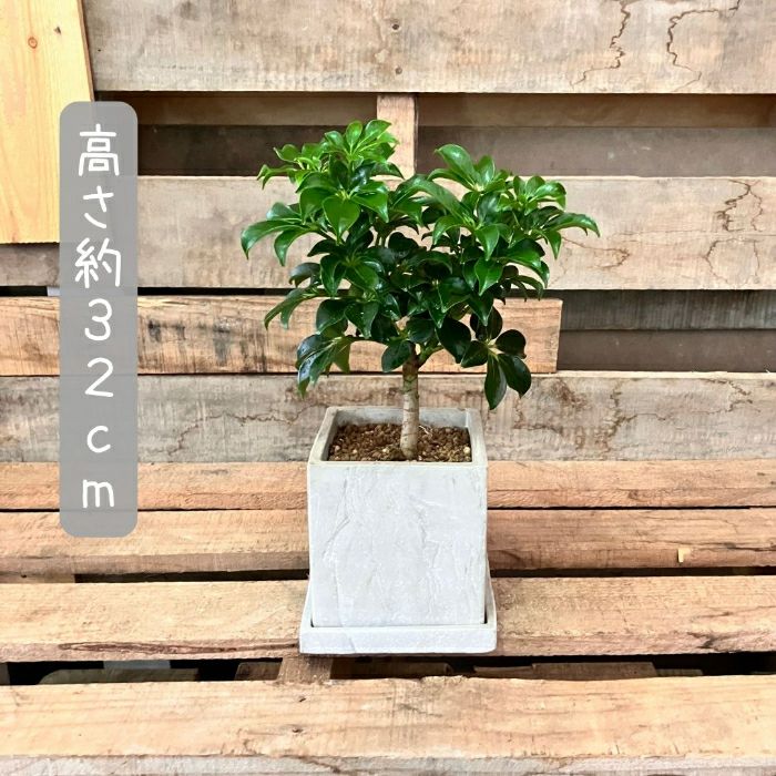 観葉植物現品販売