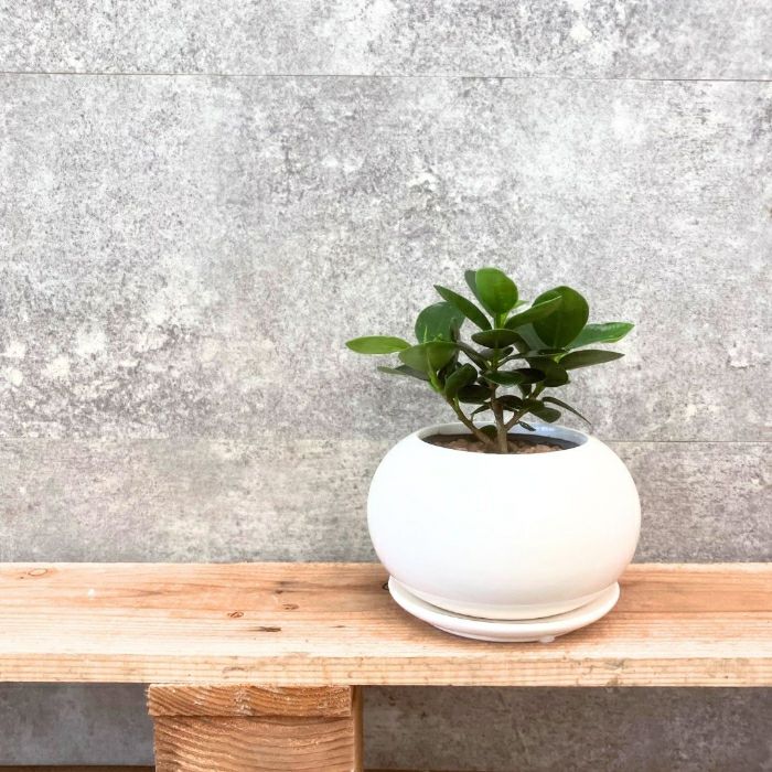 観葉植物現品販売