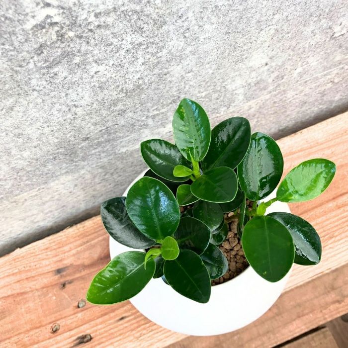 観葉植物現品販売