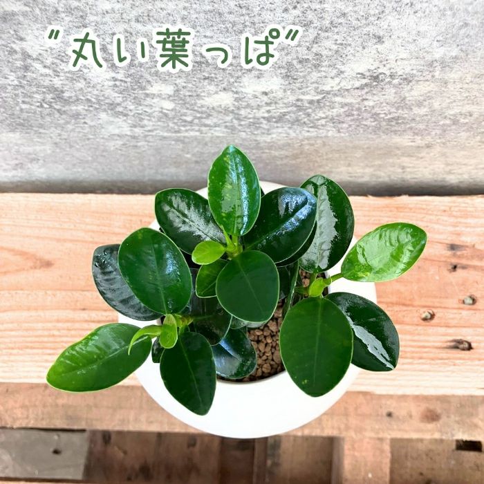 観葉植物現品販売