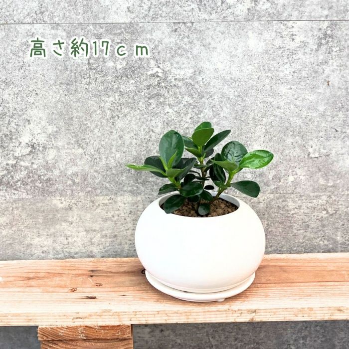 観葉植物現品販売