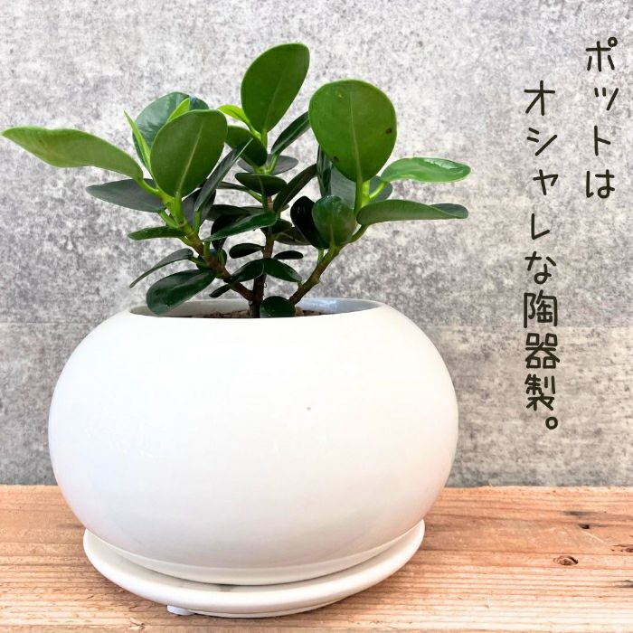 観葉植物現品販売