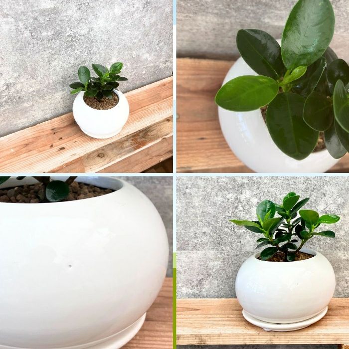 観葉植物現品販売