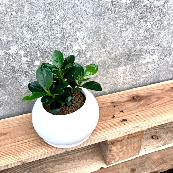 観葉植物現品販売