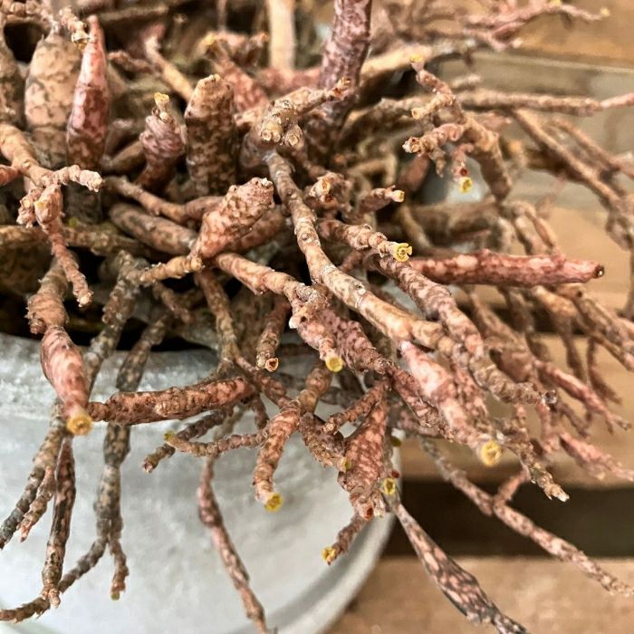 観葉植物現品販売