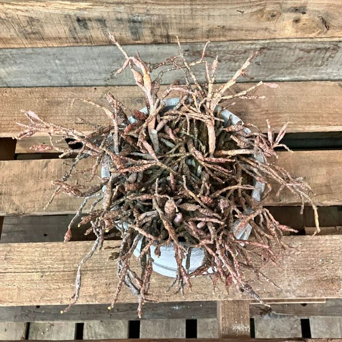 観葉植物現品販売