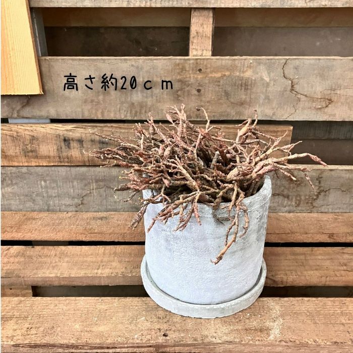 観葉植物現品販売