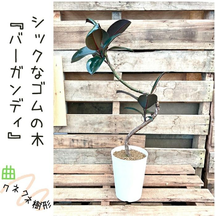 観葉植物現品販売