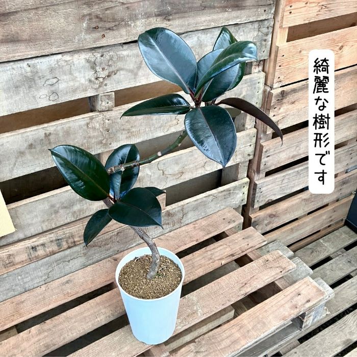 観葉植物現品販売