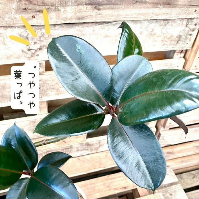 観葉植物現品販売