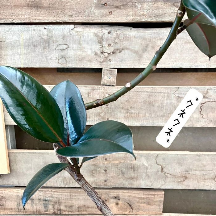 観葉植物現品販売