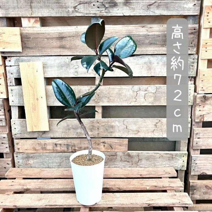 観葉植物現品販売