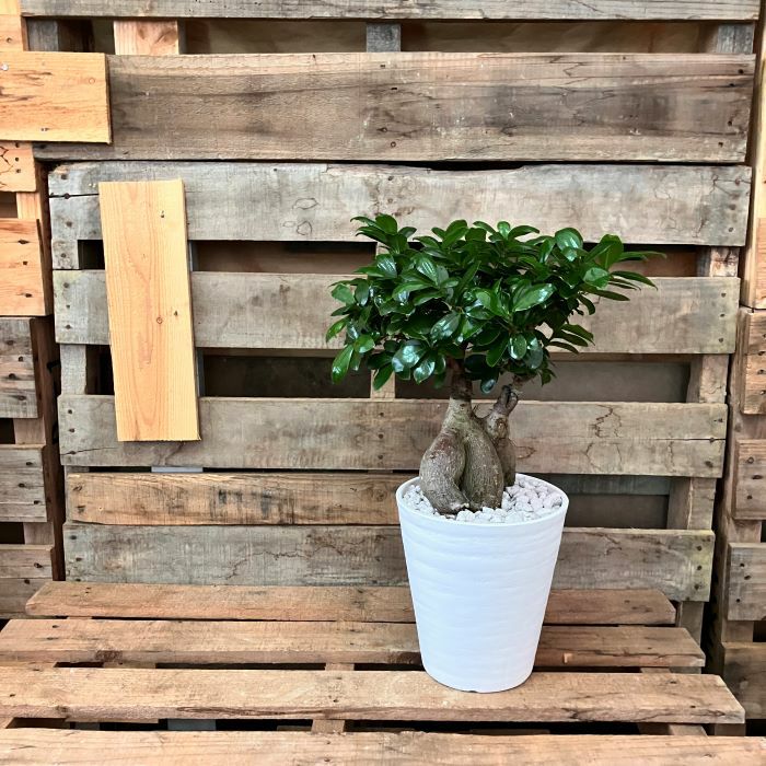 観葉植物現品販売