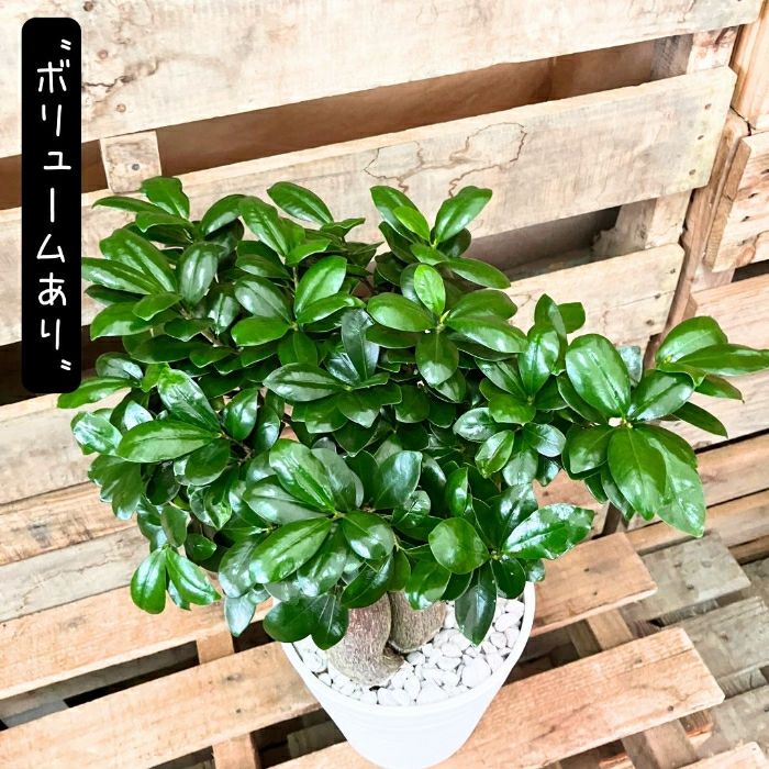 観葉植物現品販売