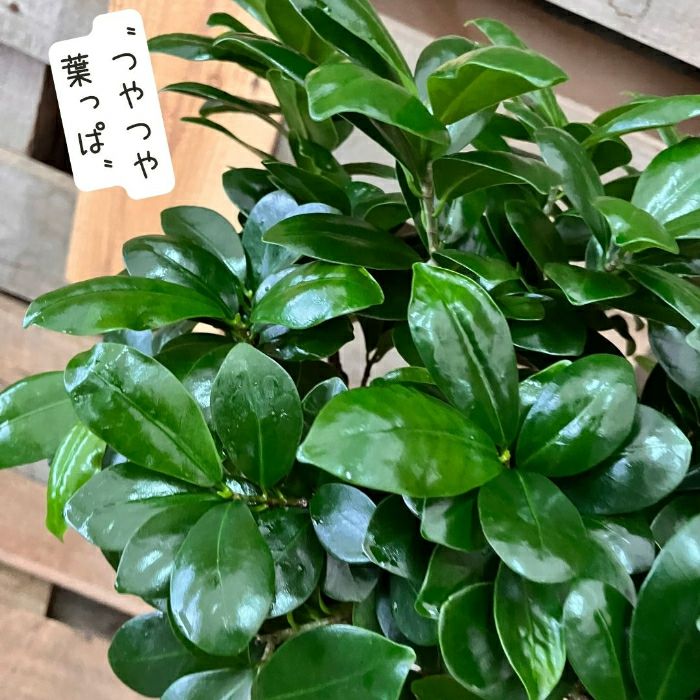 観葉植物現品販売