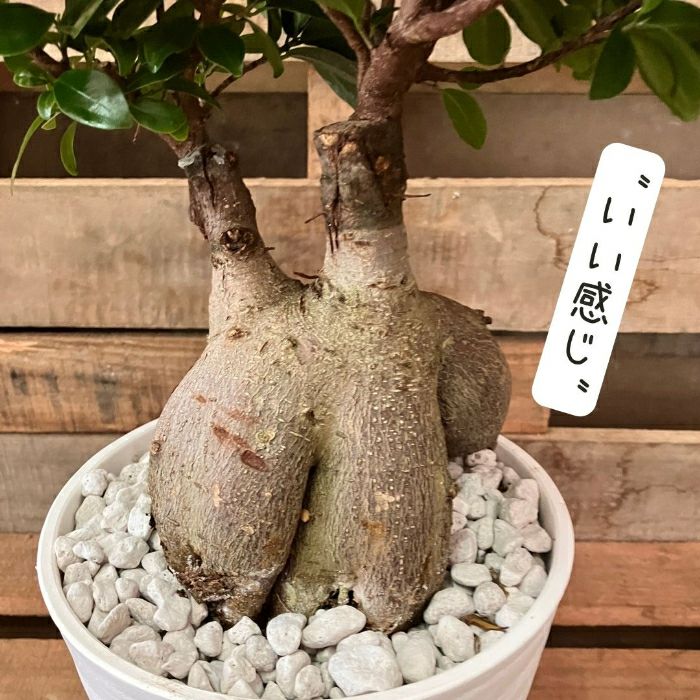 観葉植物現品販売