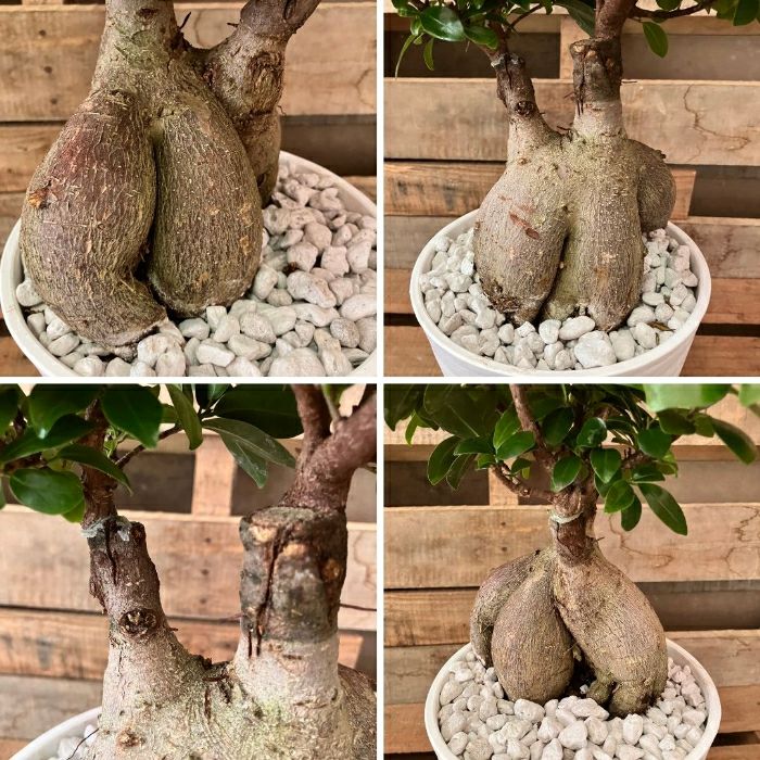 観葉植物現品販売