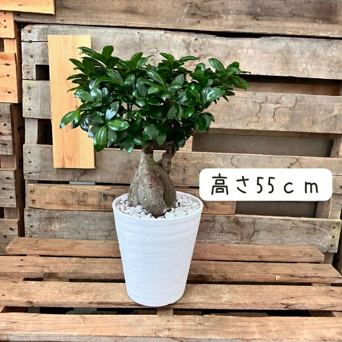 観葉植物現品販売