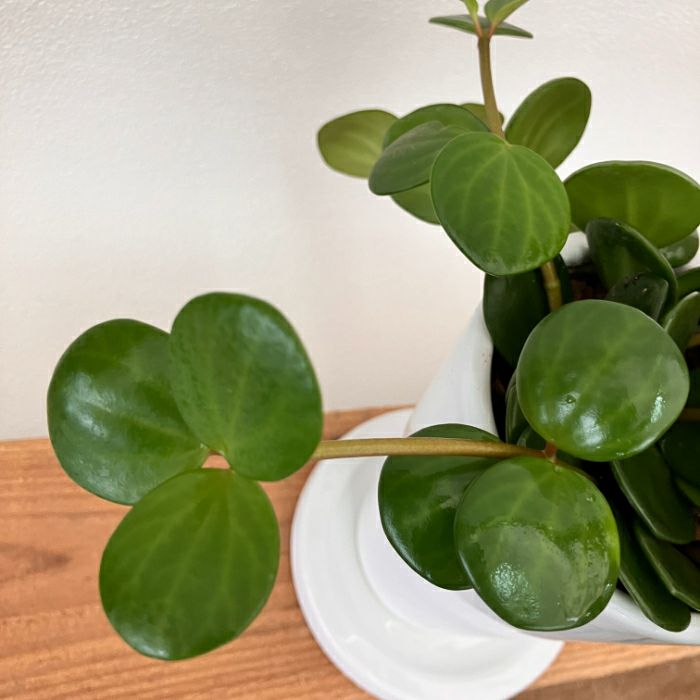 観葉植物現品販売