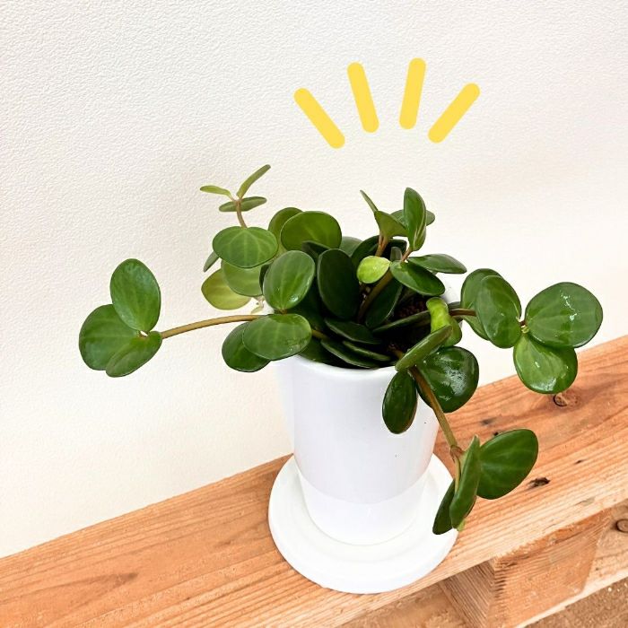 観葉植物現品販売