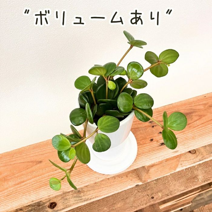 観葉植物現品販売