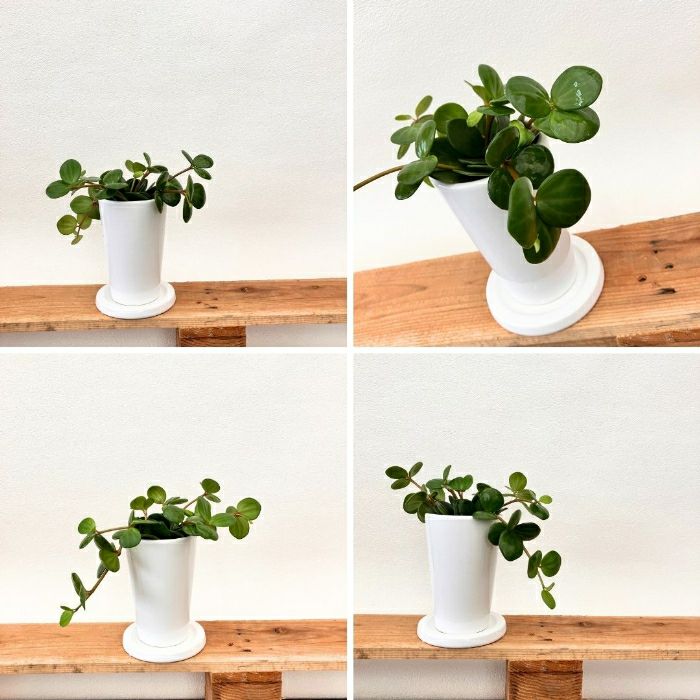 観葉植物現品販売