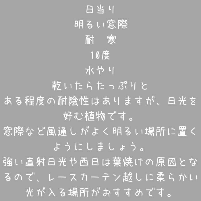 観葉植物現品販売