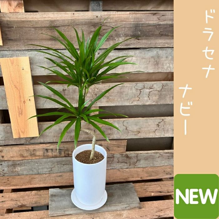 観葉植物現品販売