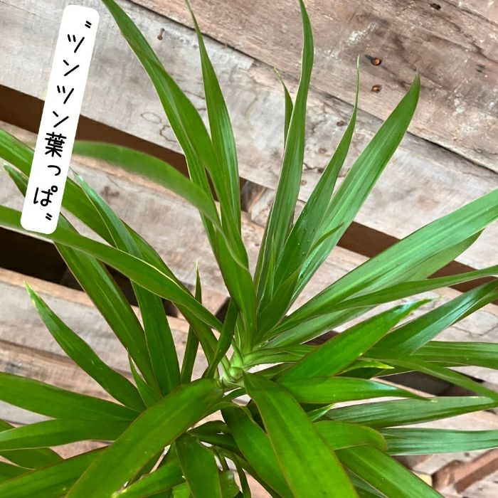 観葉植物現品販売