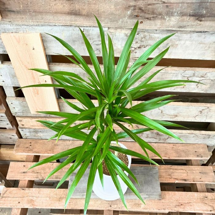 観葉植物現品販売