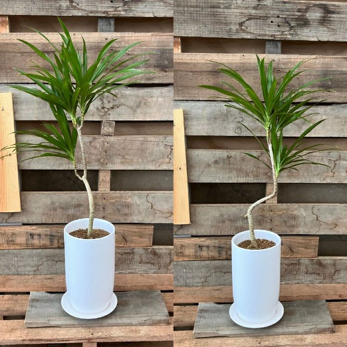 観葉植物現品販売