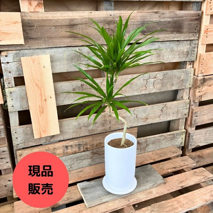 観葉植物現品販売