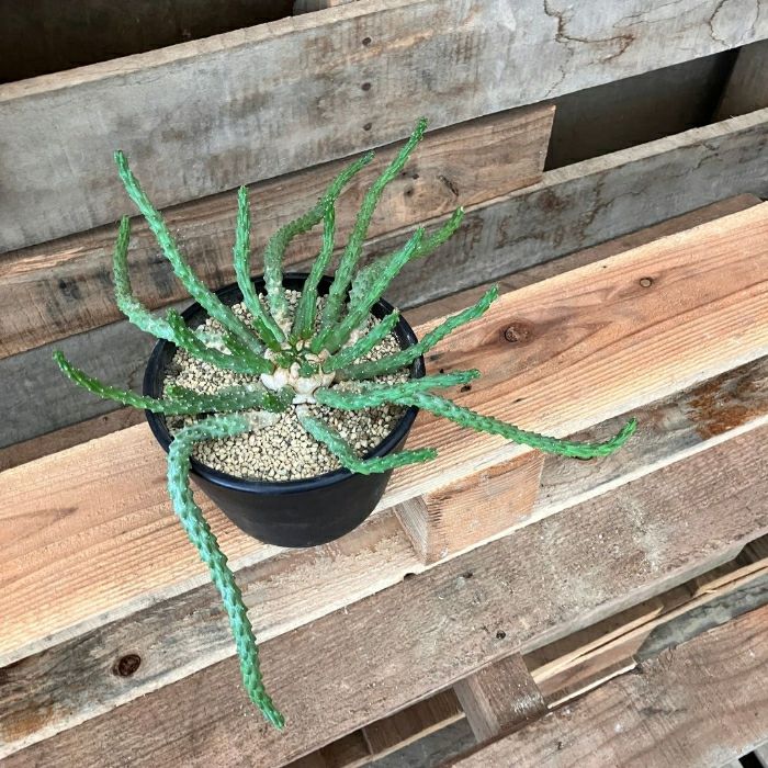 観葉植物現品販売