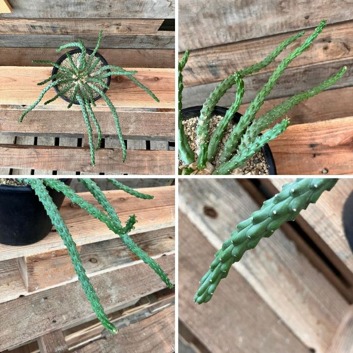 観葉植物現品販売