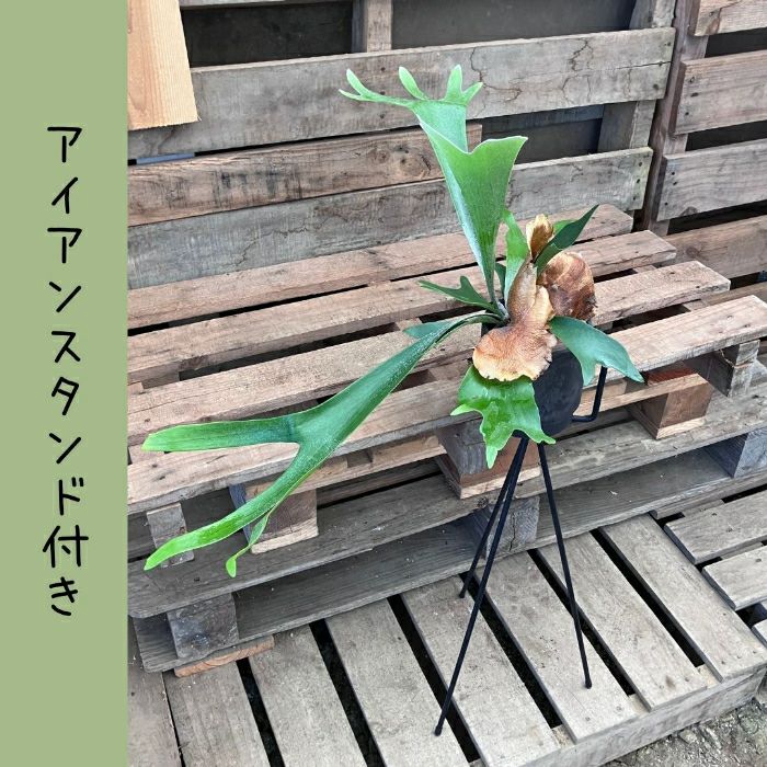 観葉植物現品販売