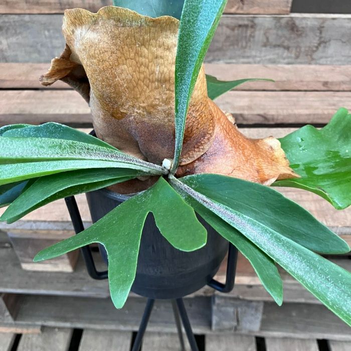 観葉植物現品販売