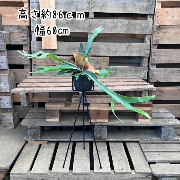 観葉植物現品販売